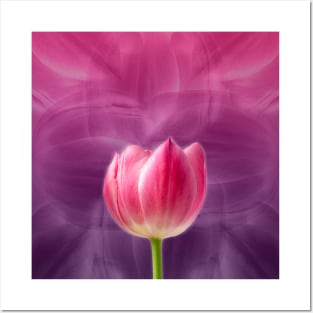 Pink Tulip with purple background Posters and Art